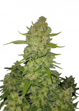 Fast Buds Papaya Cookies AUTO - 3 automatisierte Samen