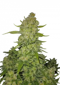 Fast Buds Papaya Cookies AUTO - 3 automated seeds