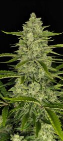 Fast Buds Papaya Cookies AUTO - 3 automated seeds