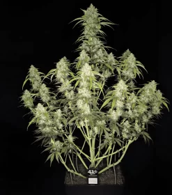 Fast Buds Papaya Cookies AUTO - 3 autoflowering Samen