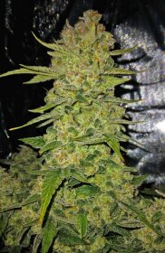 Fast Buds Papaya Cookies AUTO - 3 automatisierte Samen