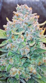 Fast Buds Papaya Cookies AUTO - 3 automatisierte Samen