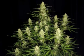 Fast Buds Papaya Cookies AUTO - 3 automatisierte Samen