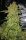 Fast Buds Papaya Cookies AUTO - 3 autoflowering Samen