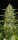 Fast Buds Papaya Cookies AUTO - 3 automatisierte Samen