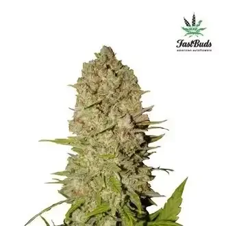 Fast Buds Pineapple Express AUTO - 3 autoflowering Samen