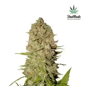 Fast Buds Pineapple Express AUTO - 3 automated seeds