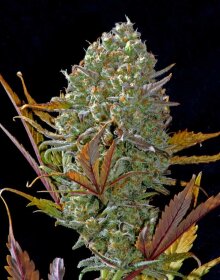 Fast Buds Pineapple Express AUTO - 3 autoflowering Samen