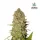 Fast Buds Pineapple Express AUTO - 3 autoflowering Samen