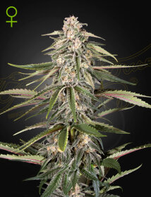 Green House Seed Co Green-O-Matic - 3 feminized seeds