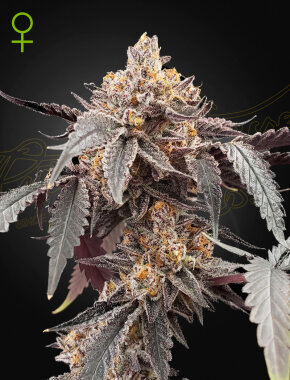 Green House Seed Co Guave x Gelato 41 AUTO - 3...