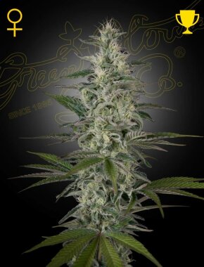 Green House Seed Co Hawaiian Snow - 3 feminisierte Samen