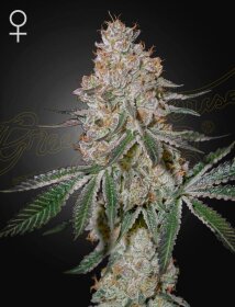 Green House Seed Co HighCloudZ - 3 feminized seeds