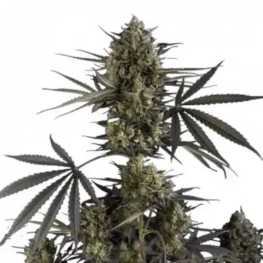 Fast Buds Pound Cake AUTO - 3 autoflowering Samen