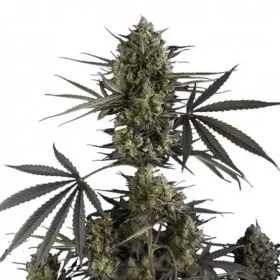 Fast Buds Pound Cake AUTO - 3 automated seeds