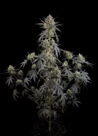 Fast Buds Pound Cake AUTO - 3 autoflowering Samen