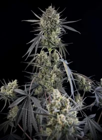 Fast Buds Pound Cake AUTO - 3 autoflowering Samen