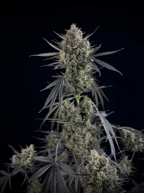 Fast Buds Pound Cake AUTO - 3 autoflowering Samen