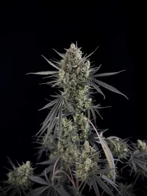 Fast Buds Pound Cake AUTO - 3 autoflowering Samen