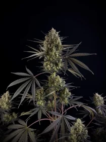 Fast Buds Pound Cake AUTO - 3 autoflowering Samen