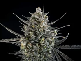 Fast Buds Pound Cake AUTO - 3 autoflowering Samen