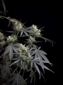 Fast Buds Pound Cake AUTO - 3 autoflowering Samen