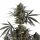 Fast Buds Pound Cake AUTO - 3 autoflowering Samen