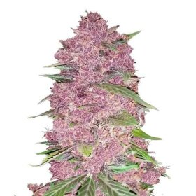 Fast Buds Purple Lemonade AUTO - 3 autoflowering Samen