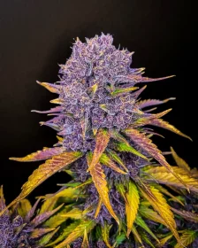 Fast Buds Purple Lemonade AUTO - 3 autoflowering Samen