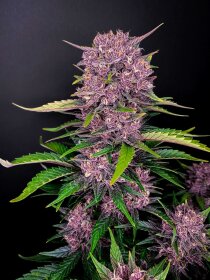 Fast Buds Purple Lemonade AUTO - 3 autoflowering Samen