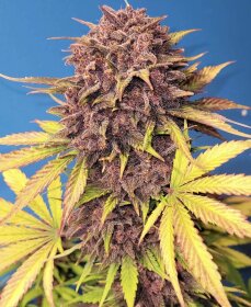 Fast Buds Purple Lemonade AUTO - 3 autoflowering Samen