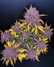 Fast Buds Purple Lemonade AUTO - 3 autoflowering Samen