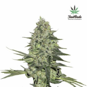 Fast Buds Rhino Ryder AUTO - 3 autoflowering Samen