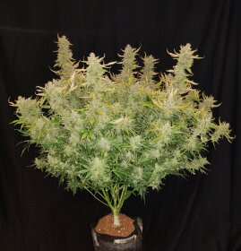 Fast Buds Rhino Ryder AUTO - 3 autoflowering Samen