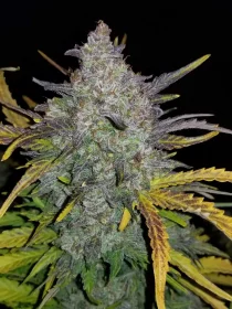 Fast Buds Rhino Ryder AUTO - 3 automated seeds