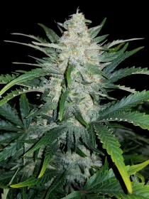 Fast Buds Rhino Ryder AUTO - 3 autoflowering Samen