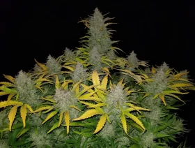 Fast Buds Rhino Ryder AUTO - 3 autoflowering Samen