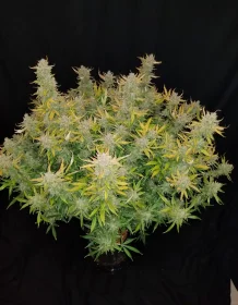 Fast Buds Rhino Ryder AUTO - 3 autoflowering Samen