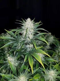 Fast Buds Rhino Ryder AUTO - 3 automatisierte Samen