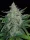 Fast Buds Rhino Ryder AUTO - 3 autoflowering Samen