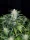 Fast Buds Rhino Ryder AUTO - 3 autoflowering Samen