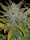 Fast Buds Rhino Ryder AUTO - 3 automatisierte Samen