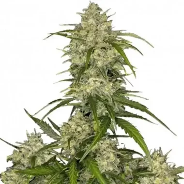 Fast Buds Sour Jealousy AUTO - 3 autoflowering Samen