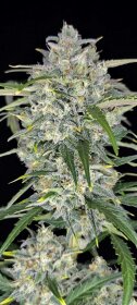 Fast Buds Sour Jealousy AUTO - 3 autoflowering Samen