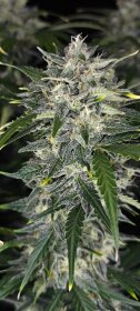 Fast Buds Sour Jealousy AUTO - 3 autoflowering Samen