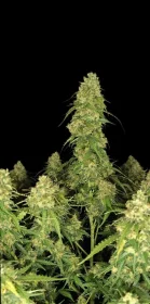 Fast Buds Sour Jealousy AUTO - 3 autoflowering Samen