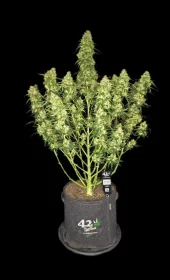 Fast Buds Sour Jealousy AUTO - 3 autoflowering Samen