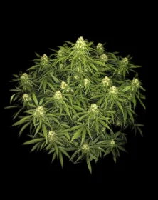 Fast Buds Sour Jealousy AUTO - 3 autoflowering Samen