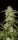 Fast Buds Sour Jealousy AUTO - 3 autoflowering Samen