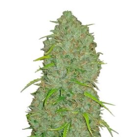 Fast Buds Original Jack Herer AUTO - 3 automated seeds